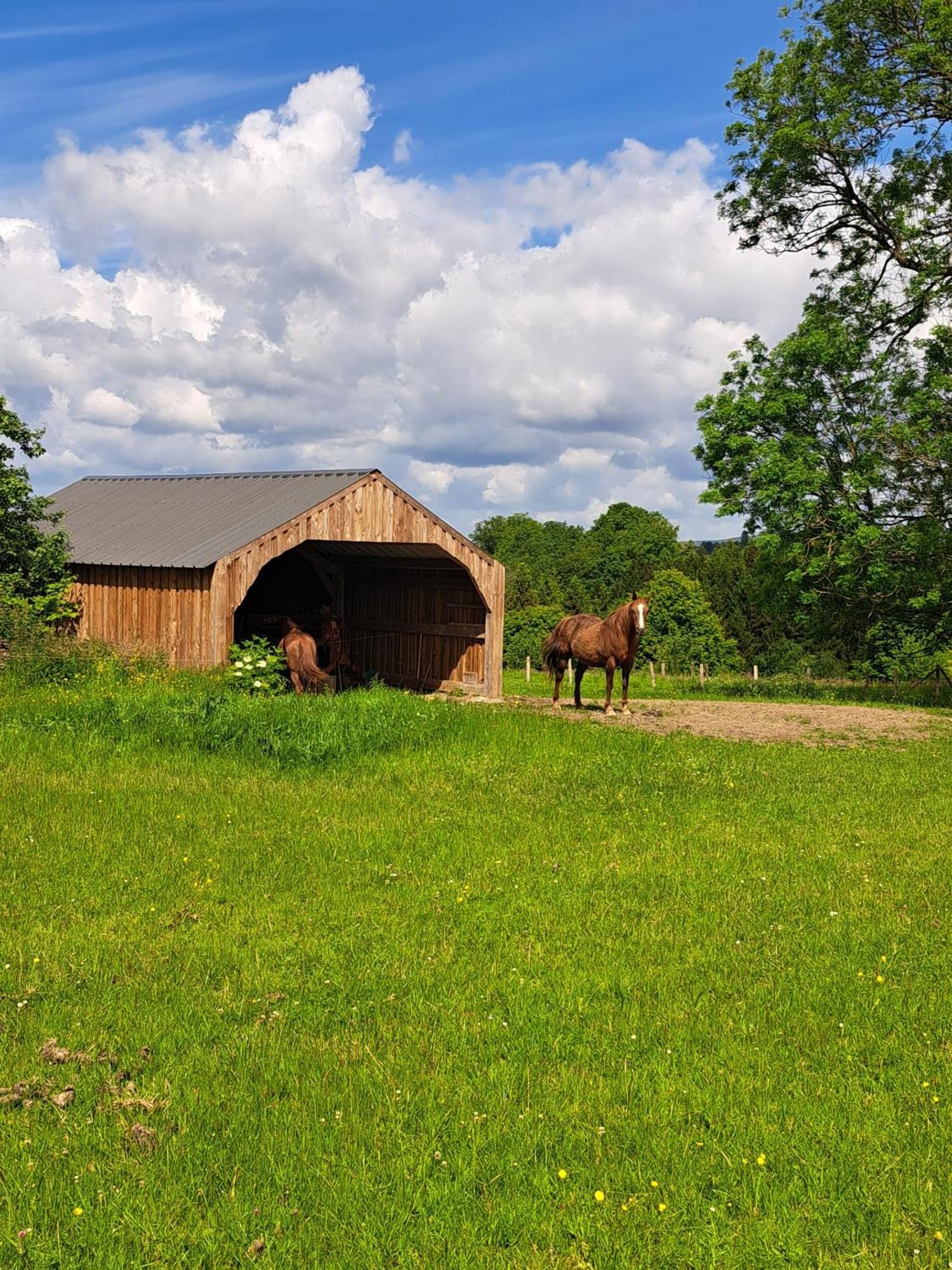 Gite L'Olivier A Filly - Nadrin, Entre Houffalize Et La Roche-En-Ardenne מראה חיצוני תמונה